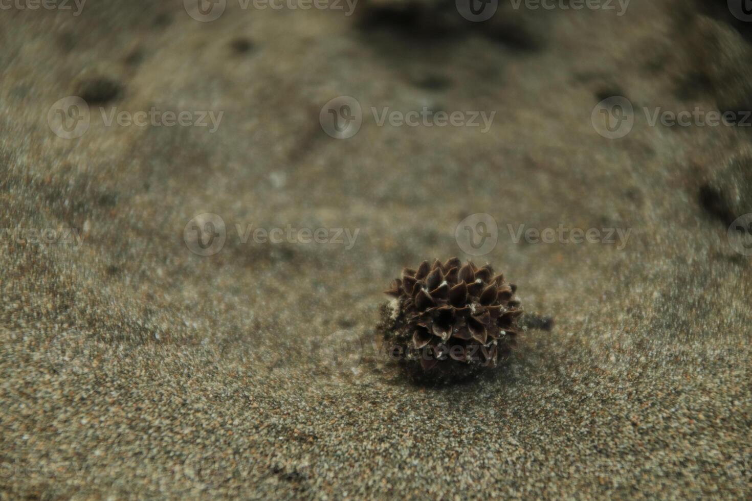 Dried spruce flower photo