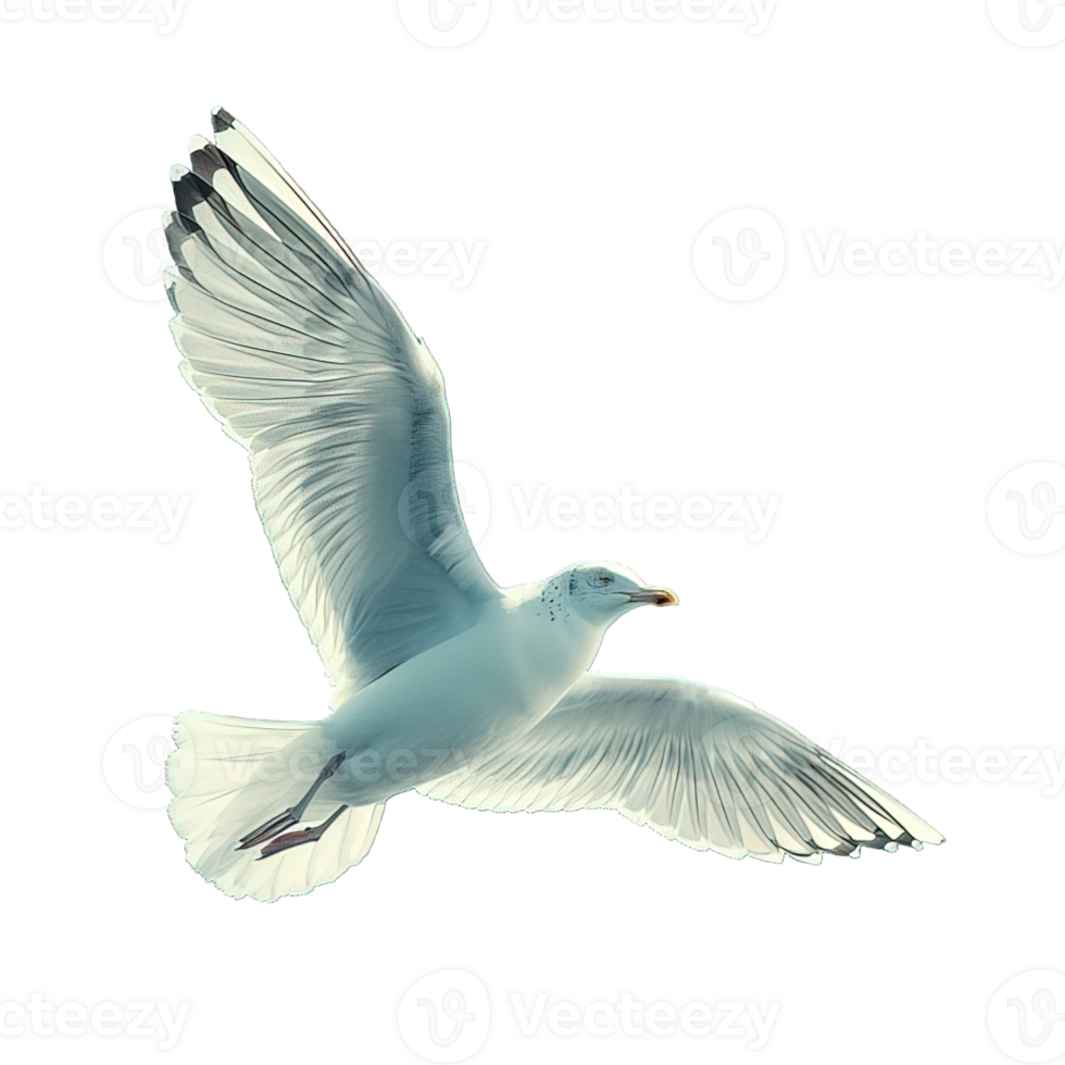 AI generated seagull isolated on transparent background ,seabird png ,generative ai