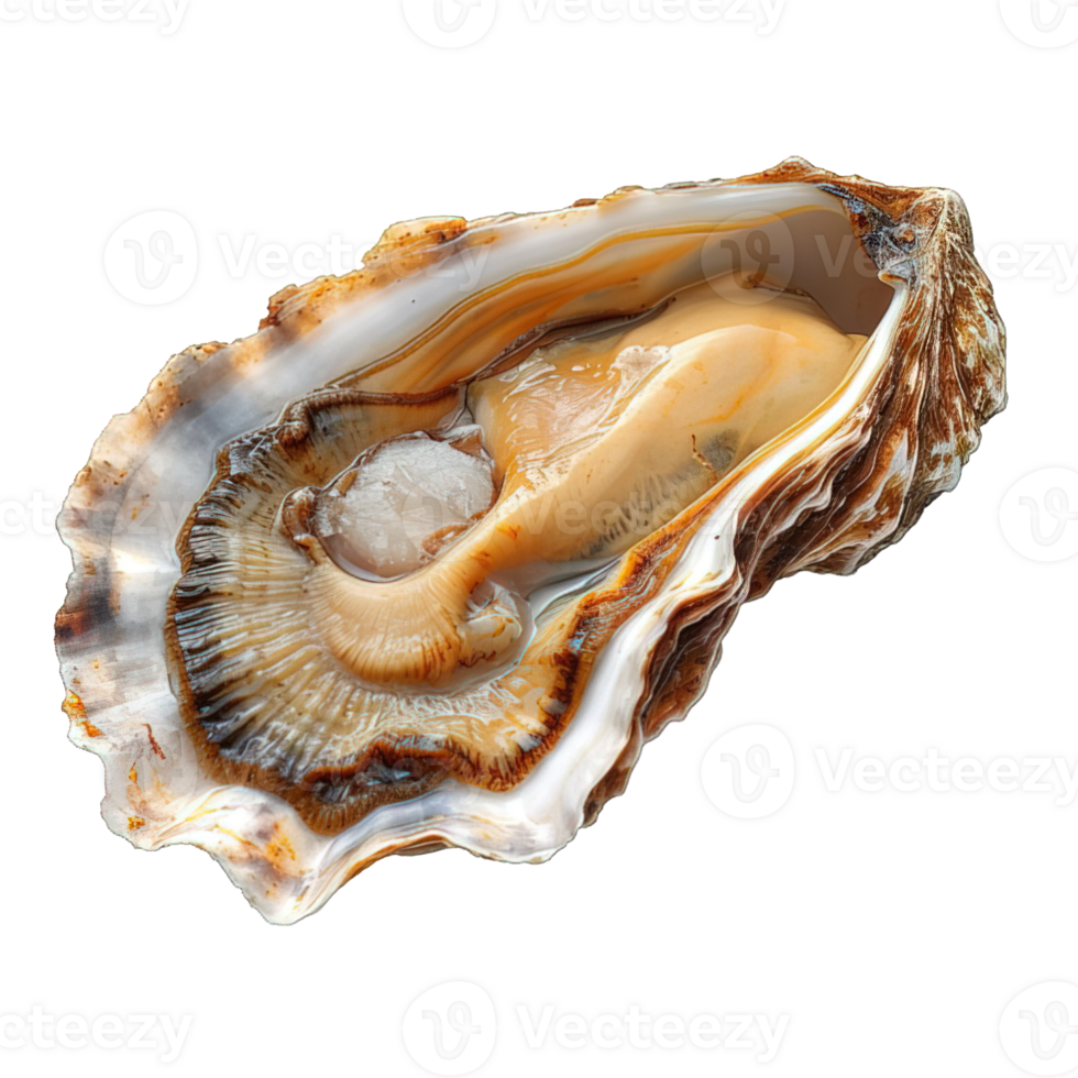 AI generated raw oyster shell isolated on transparent background ,generative ai png