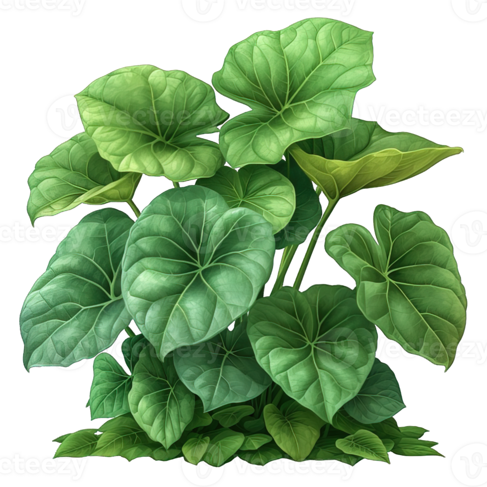 AI generated illustration of a taro plant isolated on transparent background ,generative ai png