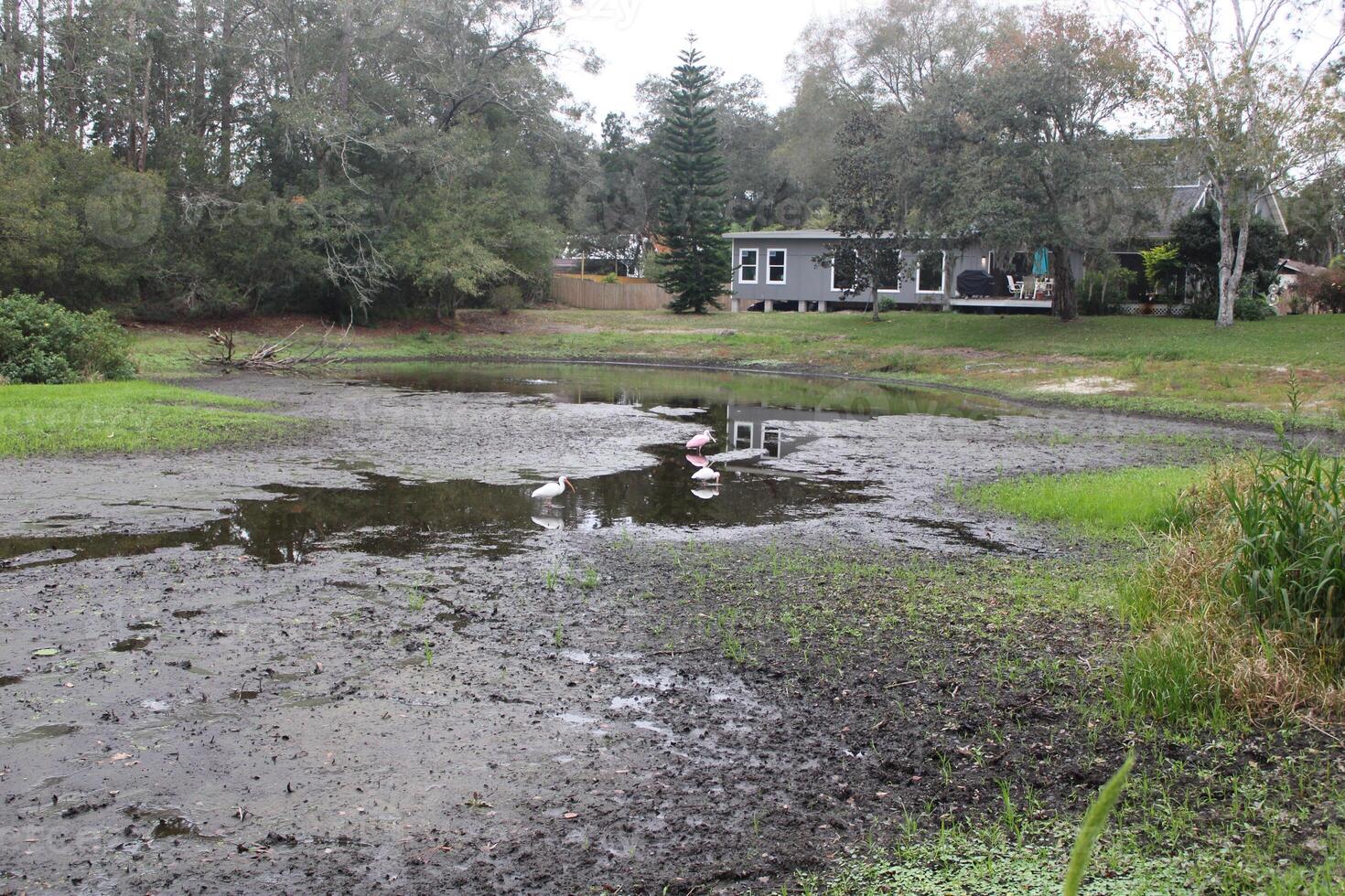 paisaje alrededor un pequeño pantano en tampa Florida con fauna silvestre foto