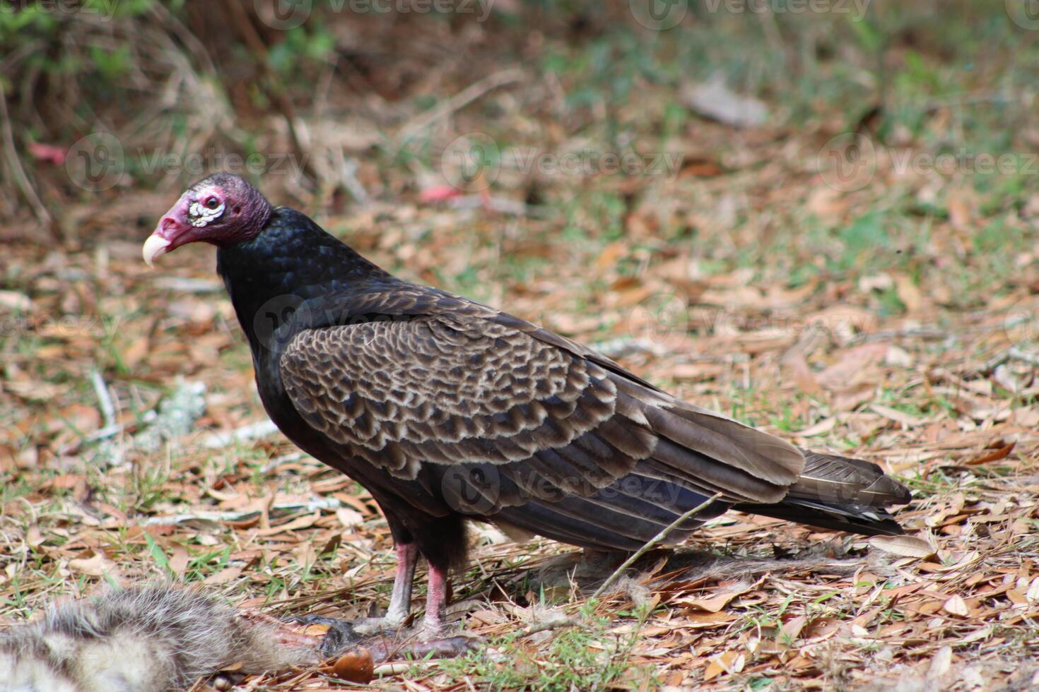 Red Headed Vulture Feeding On RoadKill. photo