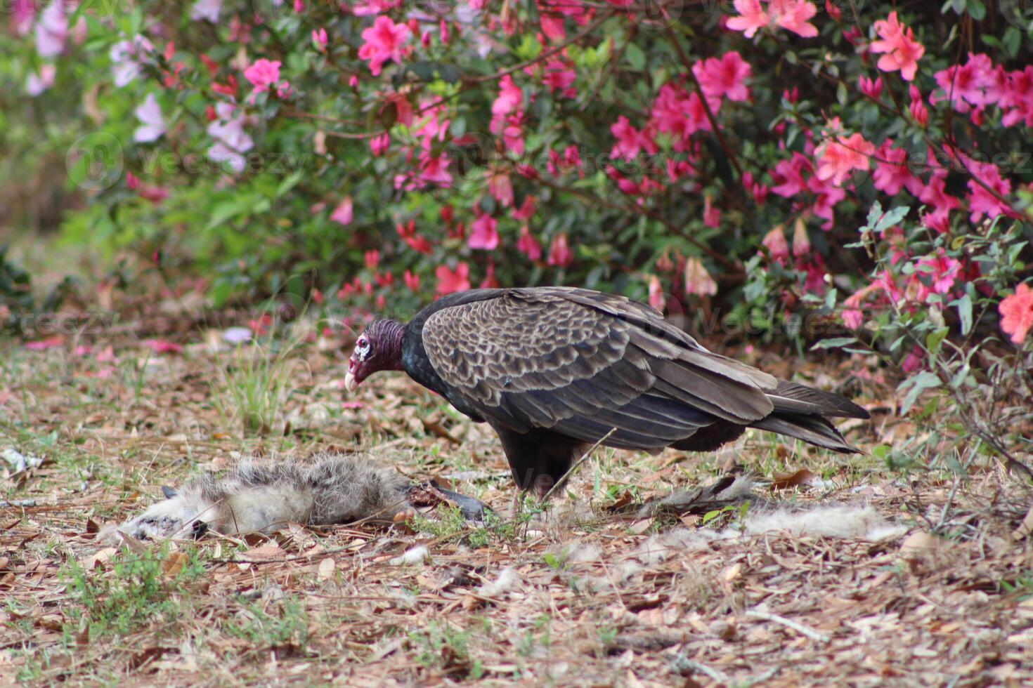 Red Headed Vulture Feeding On RoadKill. photo