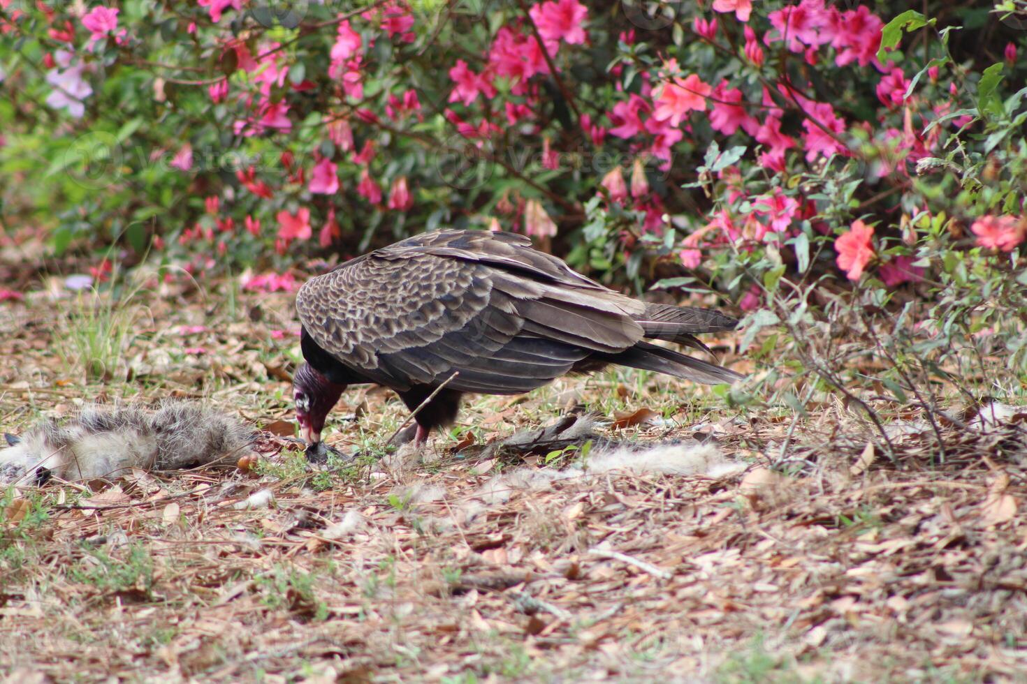 Red Headed Vulture Feeding On RoadKill. photo