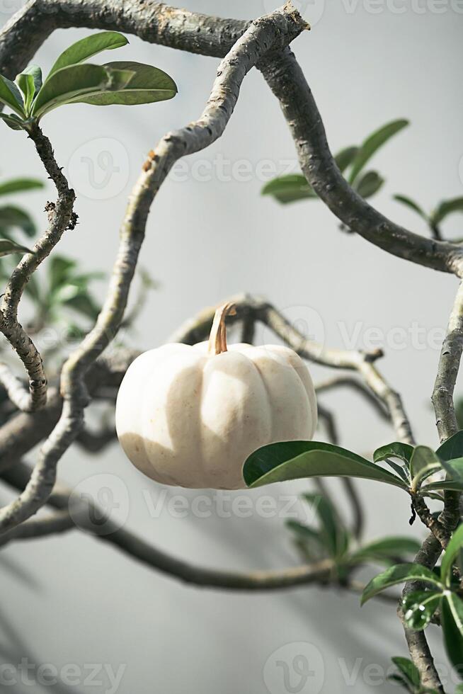 One little pumpkin levitation among the branches. photo