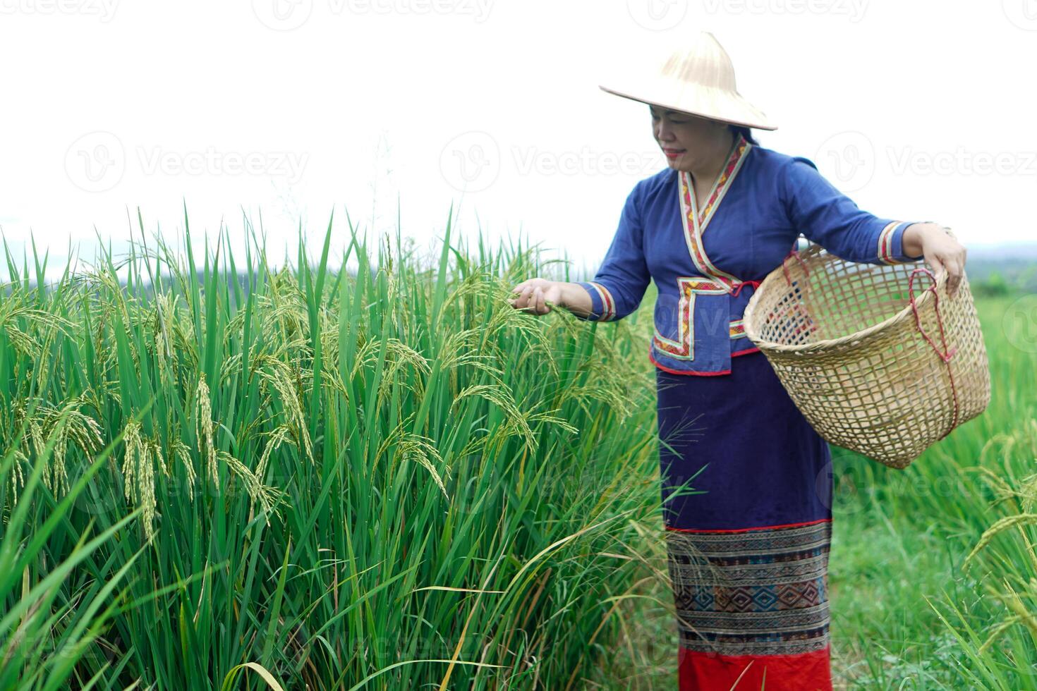 Beautiful Asian woman farmer is at paddy field, holds basket, visit and take care rice plants after growing and waiting to harvest. Concept, Agricultural lifestyle. Organic farming. Thai farmer. photo