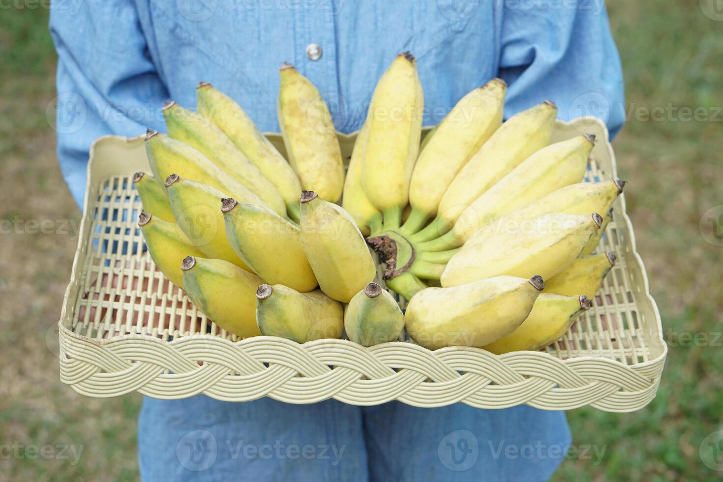 de cerca jardinero sostiene manojo de amarillo maduro orgánico cultivado bananas en cesta. concepto , agricultura cosecha en tailandia tailandés agricultores crecer bananas para vender como familia negocio o compartir a vecino foto