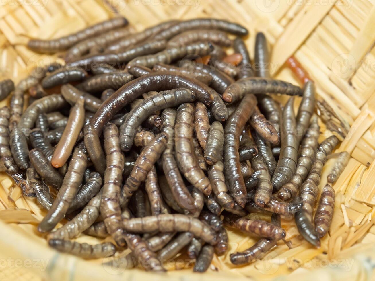 many small worms in the basket. photo