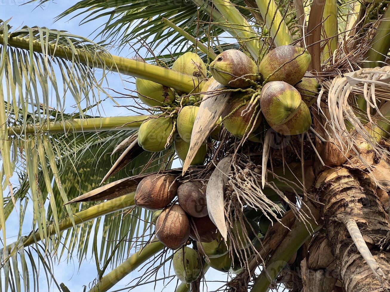 close up coconuts on palm tree photo