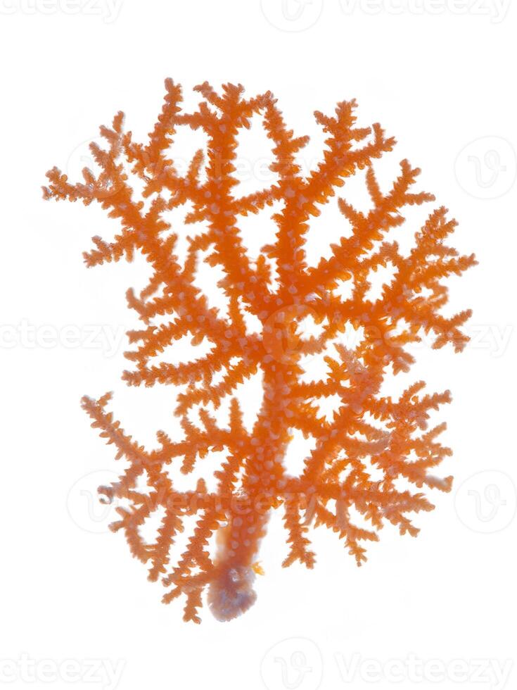 coral aislado en un blanco antecedentes foto