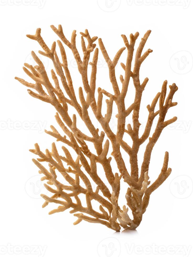 coral aislado en un blanco antecedentes foto