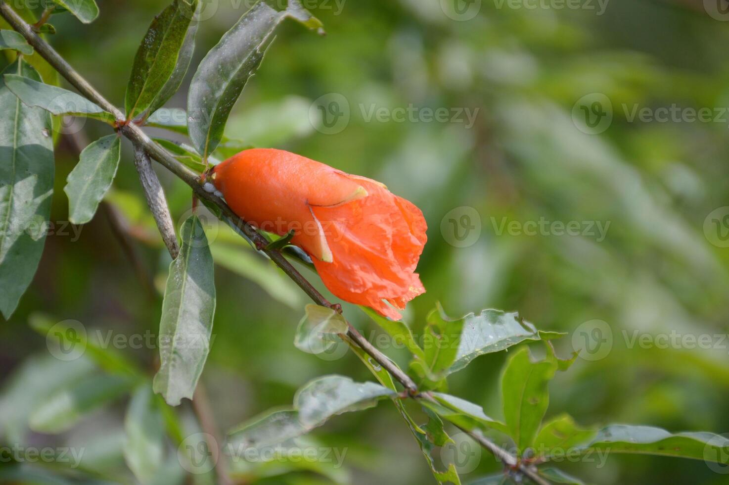 close up of fresh pomegranate growing on tree branch in the garden photo