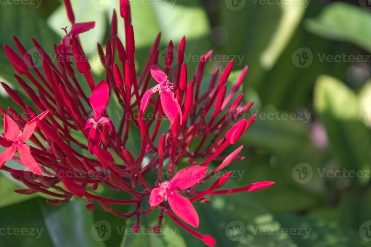 Red flower bloom with green leaves on a sunny day photo