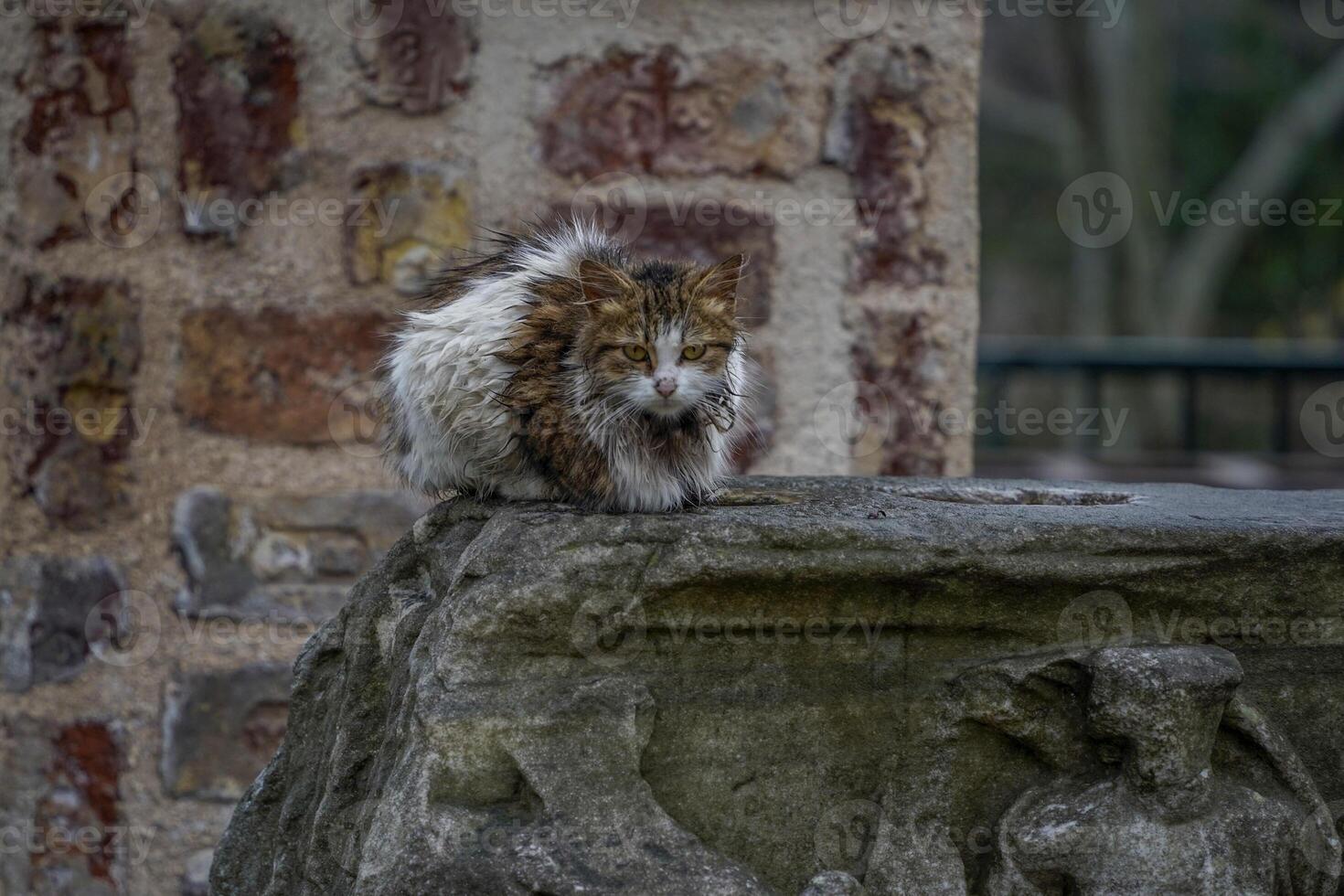 stray cat of istanbul street portrait photo