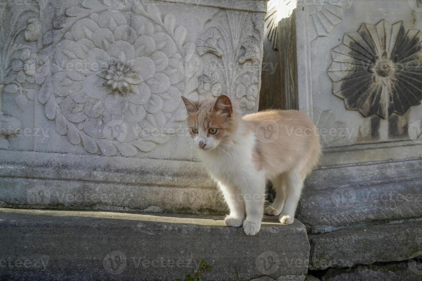 extraviado gato de Estanbul calle retrato foto