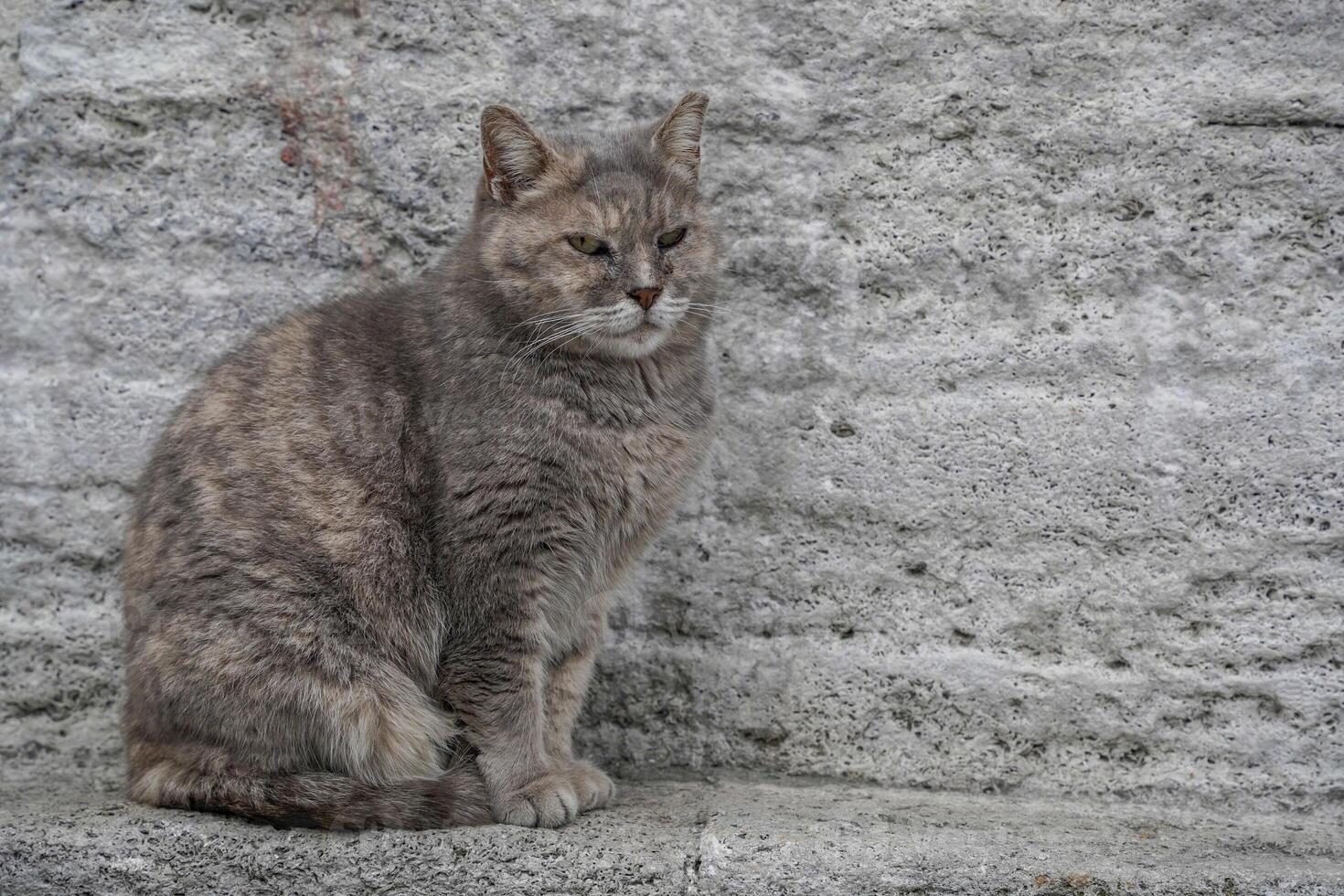 stray cat of istanbul street portrait photo