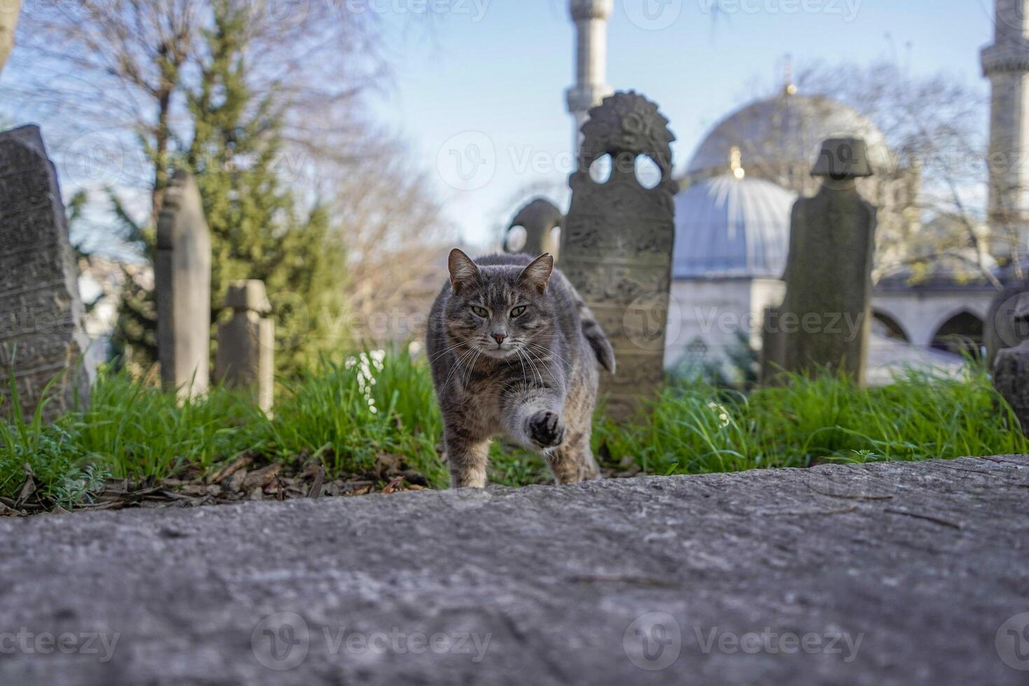 stray cat of istanbul street portrait photo