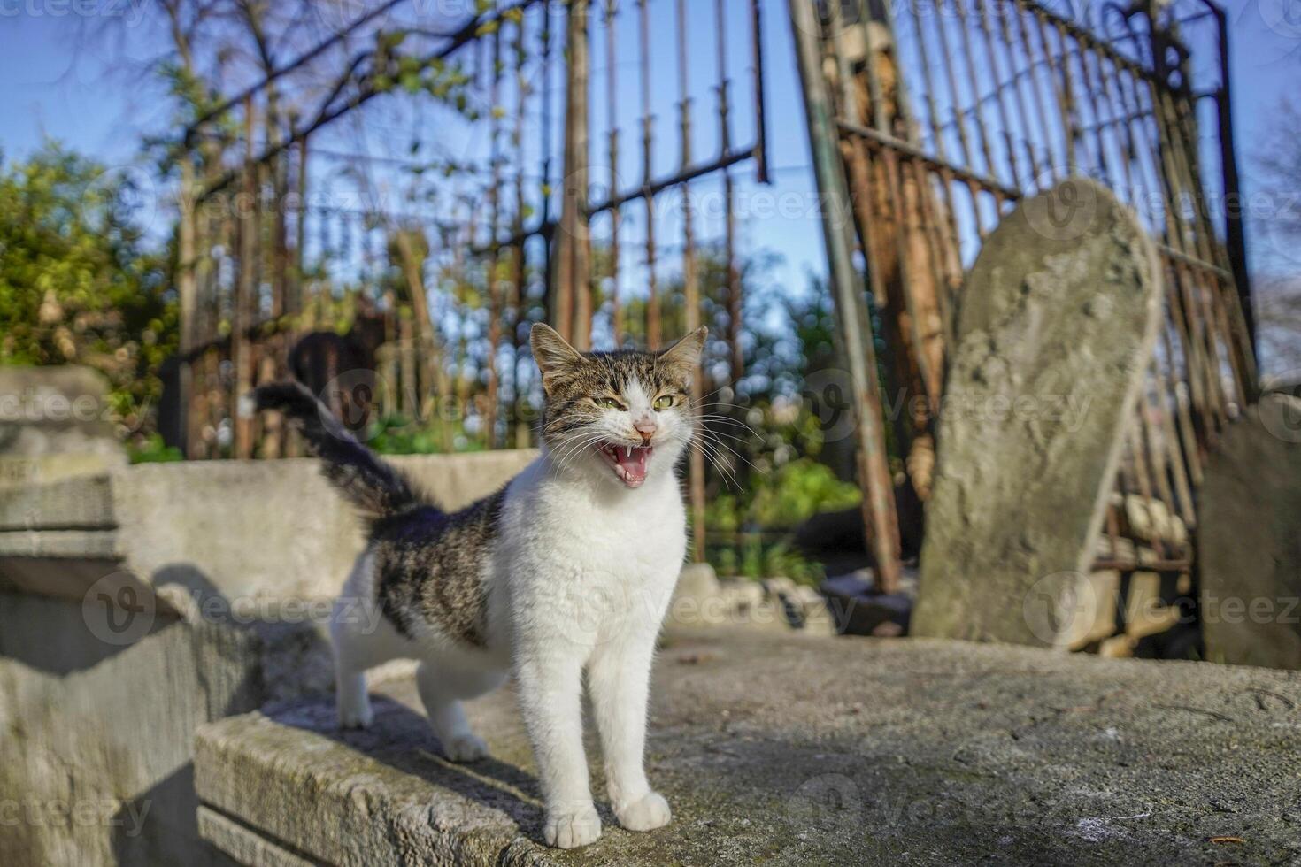 stray cat of istanbul street portrait photo