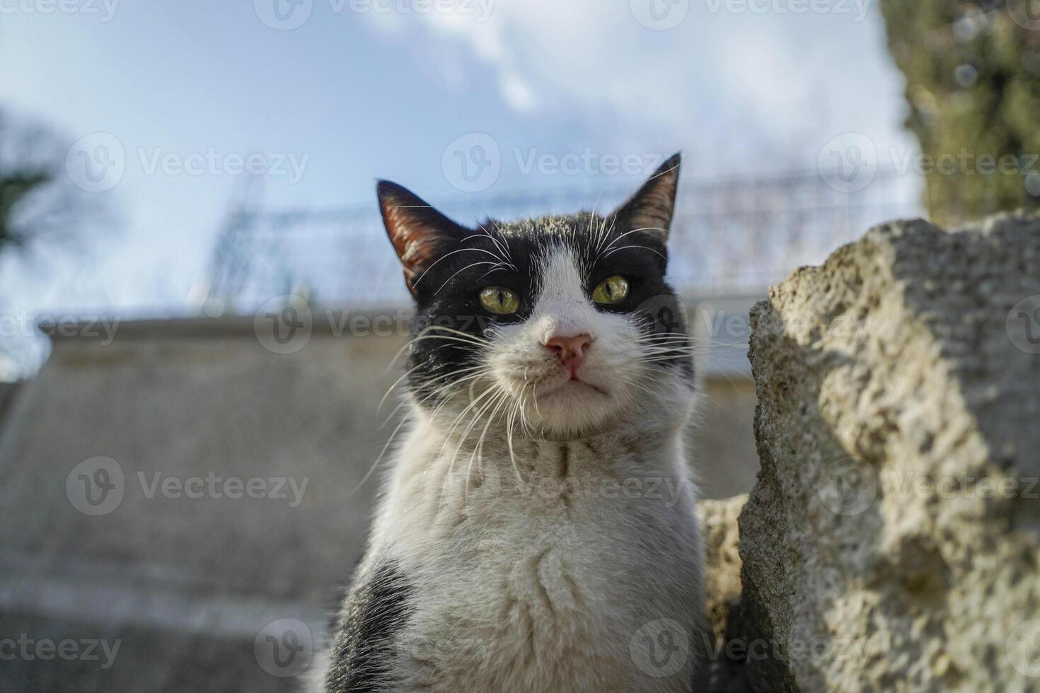 stray cat of istanbul street portrait photo