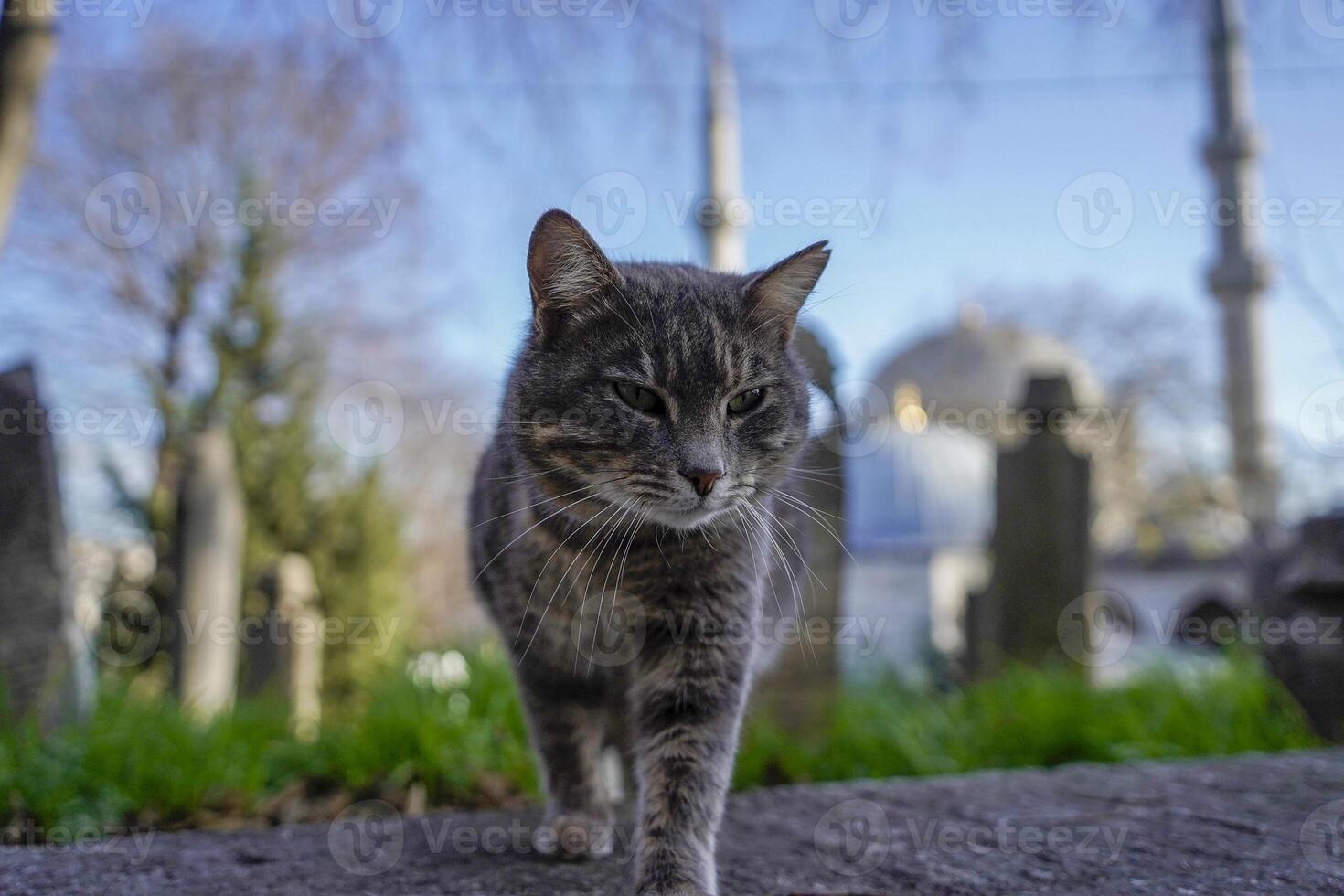 stray cat of istanbul street portrait photo