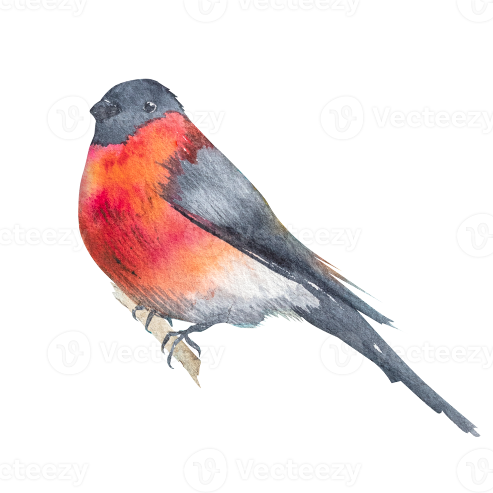 Watercolor painted bullfinch bird on a branch.Hand drawn image of a bright red bird. png