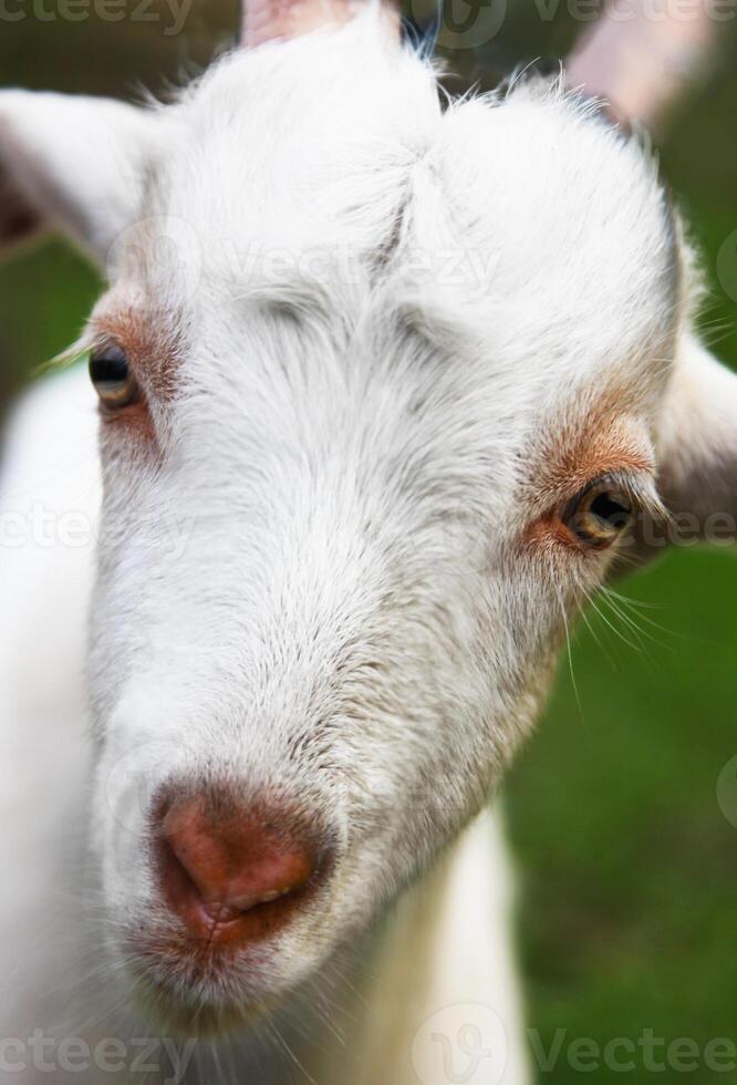 White young goat portrait close up photo