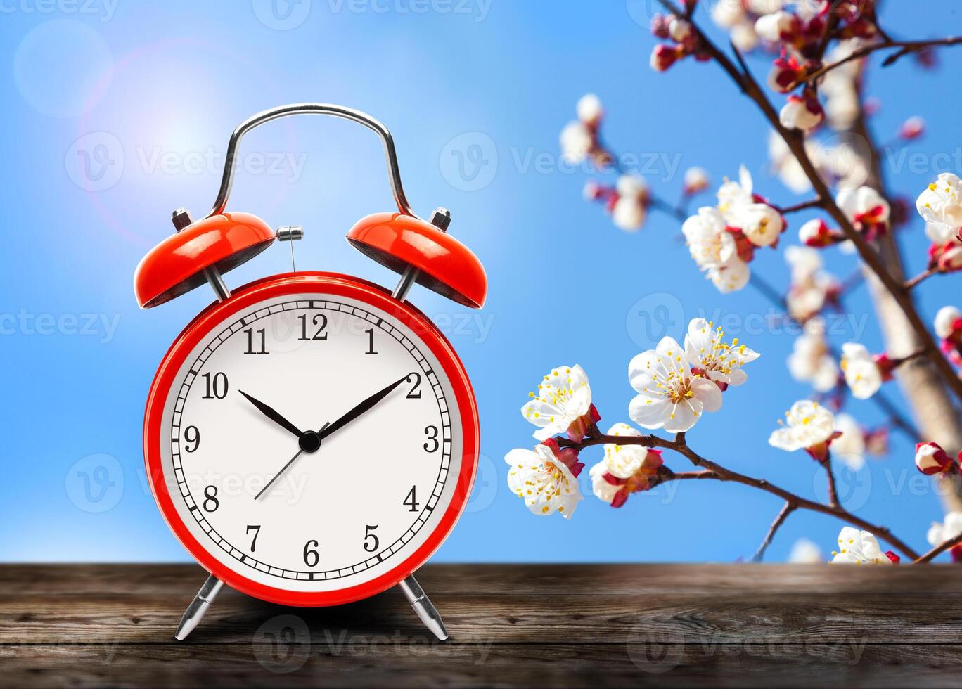 Vintage red alarm clock on wooden table or bench in the spring season on the background of a blooming fruit tree background. photo