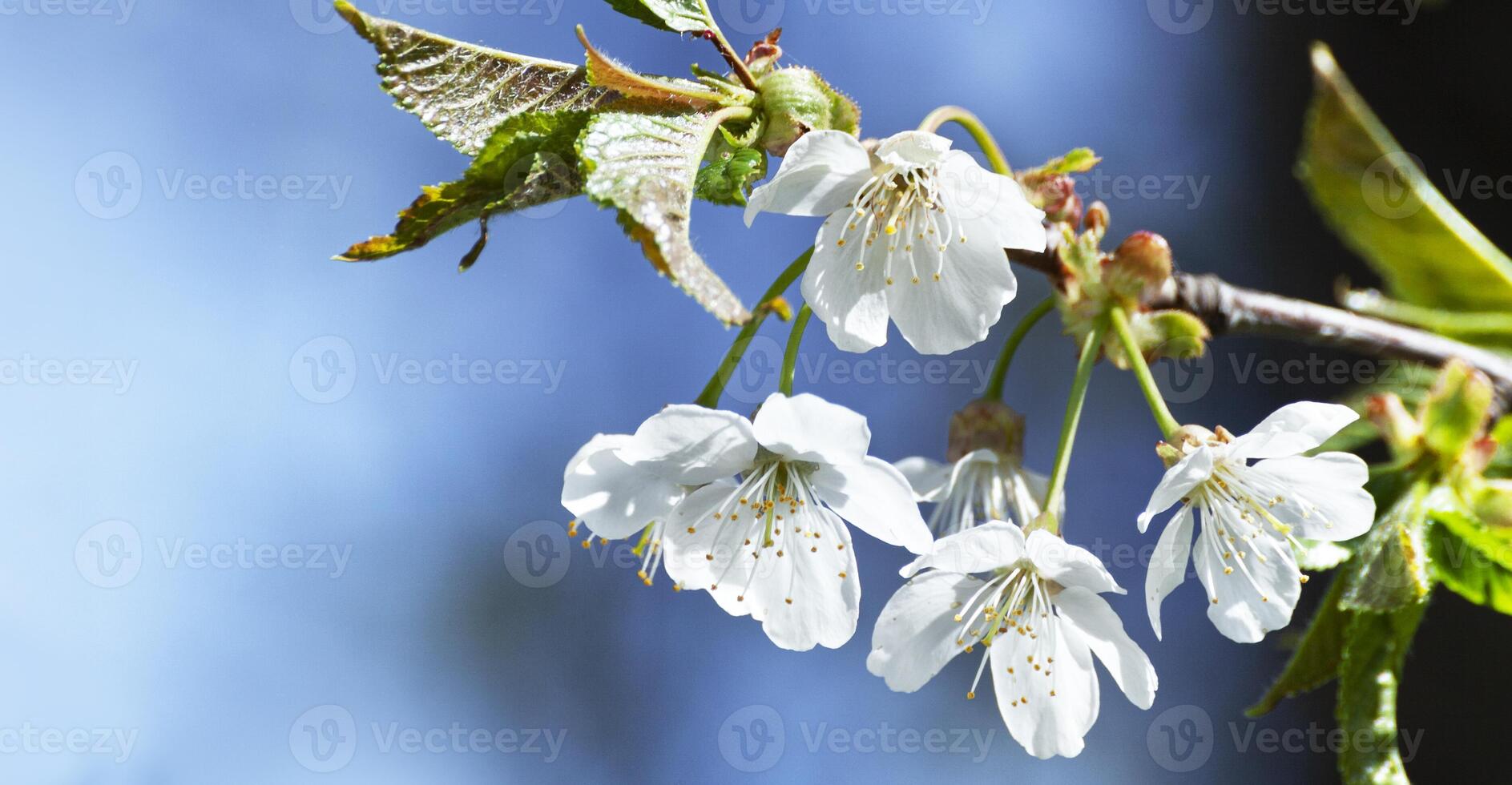 Cherry flowers in small clusters on a cherry tree photo