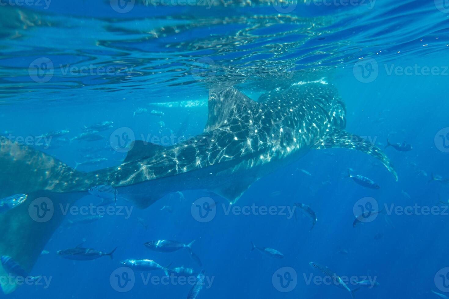 ballena tiburón debajo el mar a oslob, cebú, Filipinas foto