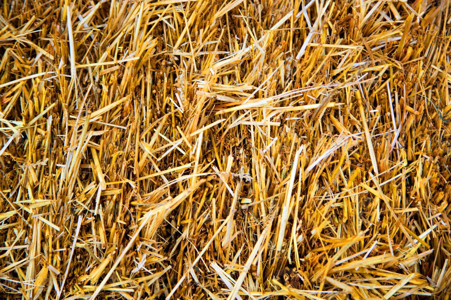 straw, dry straw texture background photo