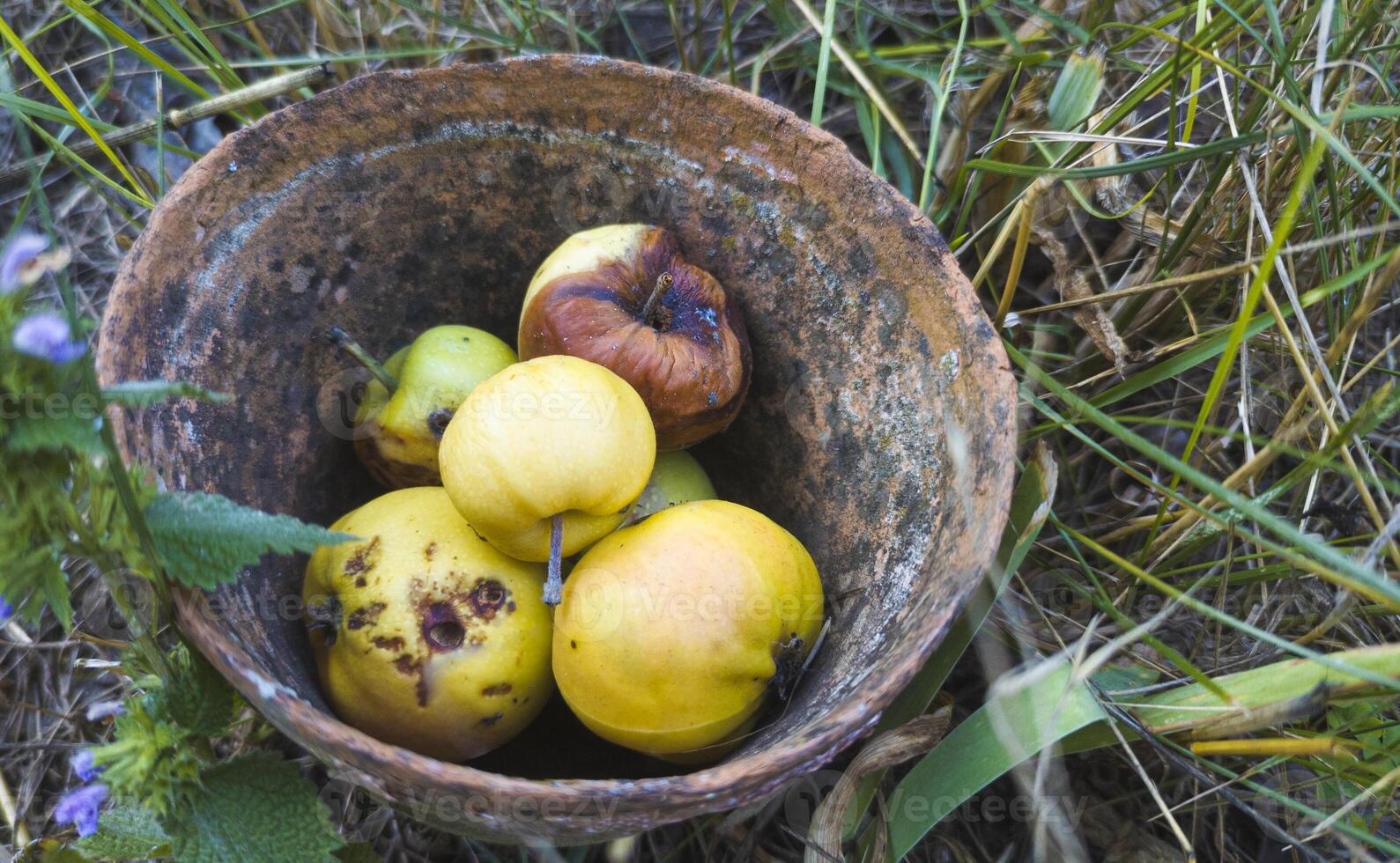 Decaying wrinkled apples in an old clay bowl photo