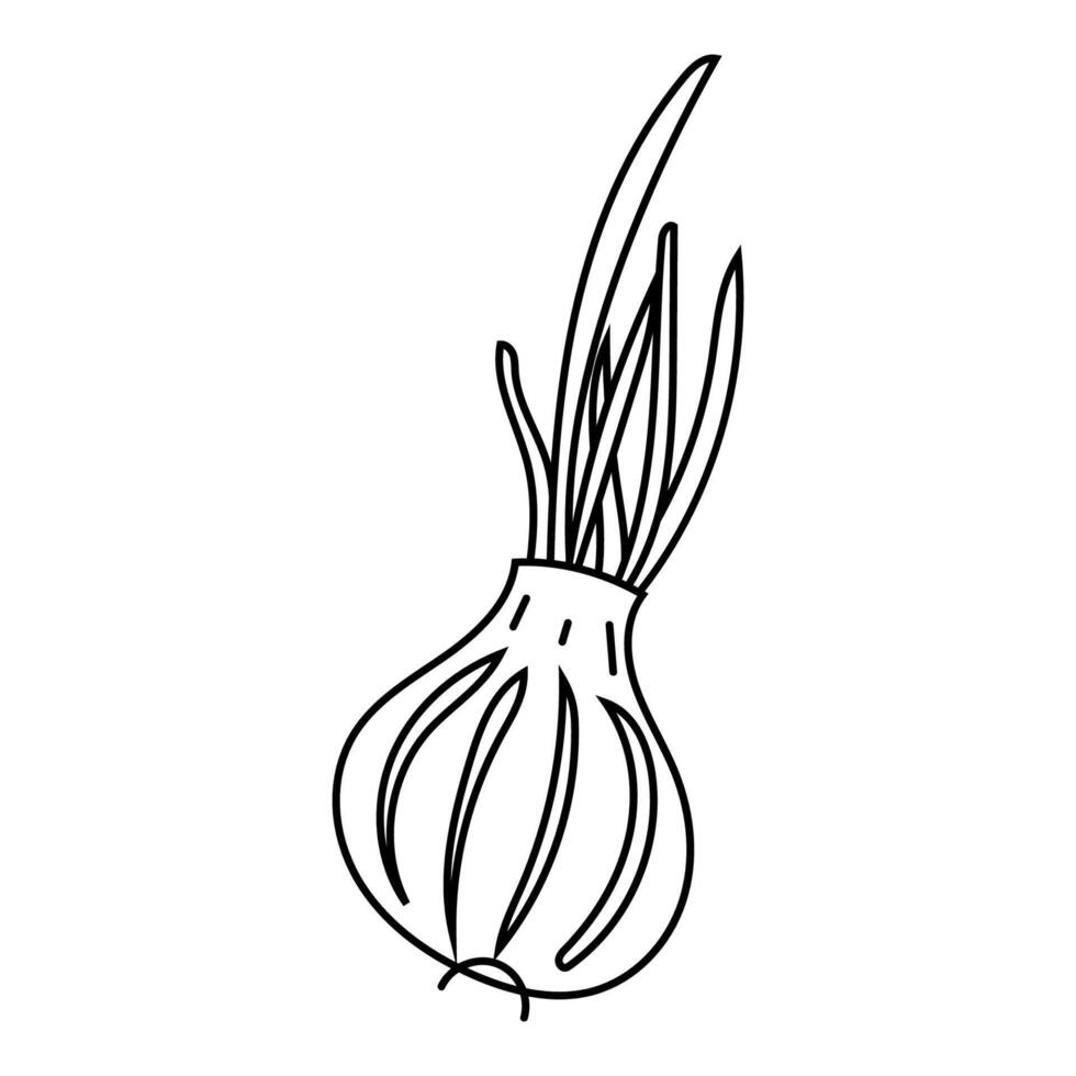 Doodle illustration of onion with green onions, in black and white, black line, isolated on white. Vegetable. vector