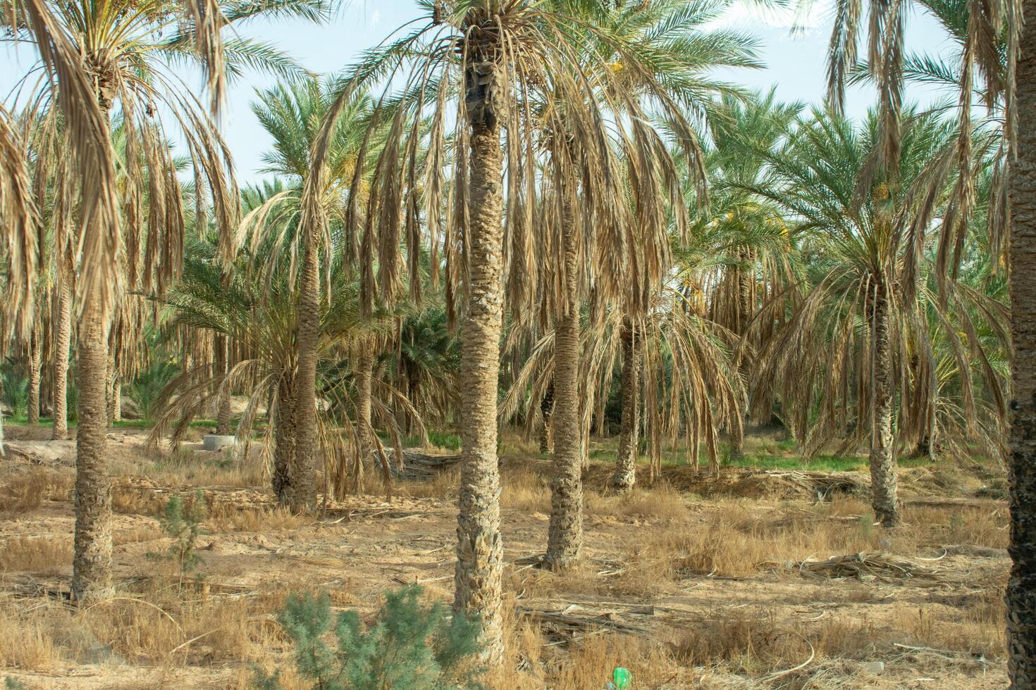 Date Palm Tree Phoenix Dactylifera in a row in Tunisia, North Africa photo