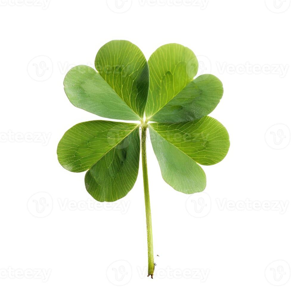 AI generated Lucky Irish four-leaf clover charm isolated on white background for fortune concepts, Ai Generated. photo