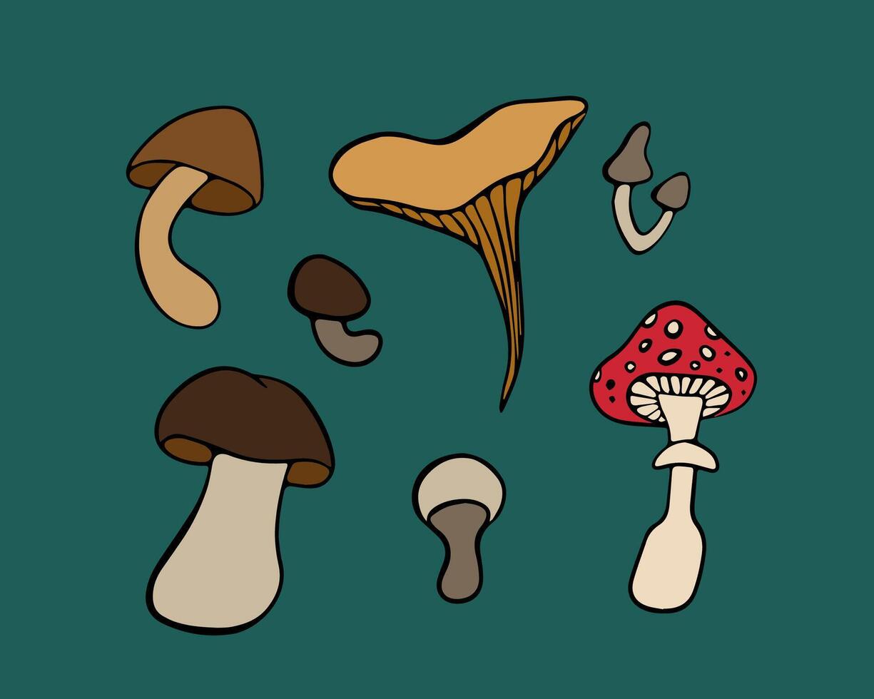Vector isolated set of mushrooms. Edible and inedible mushrooms.