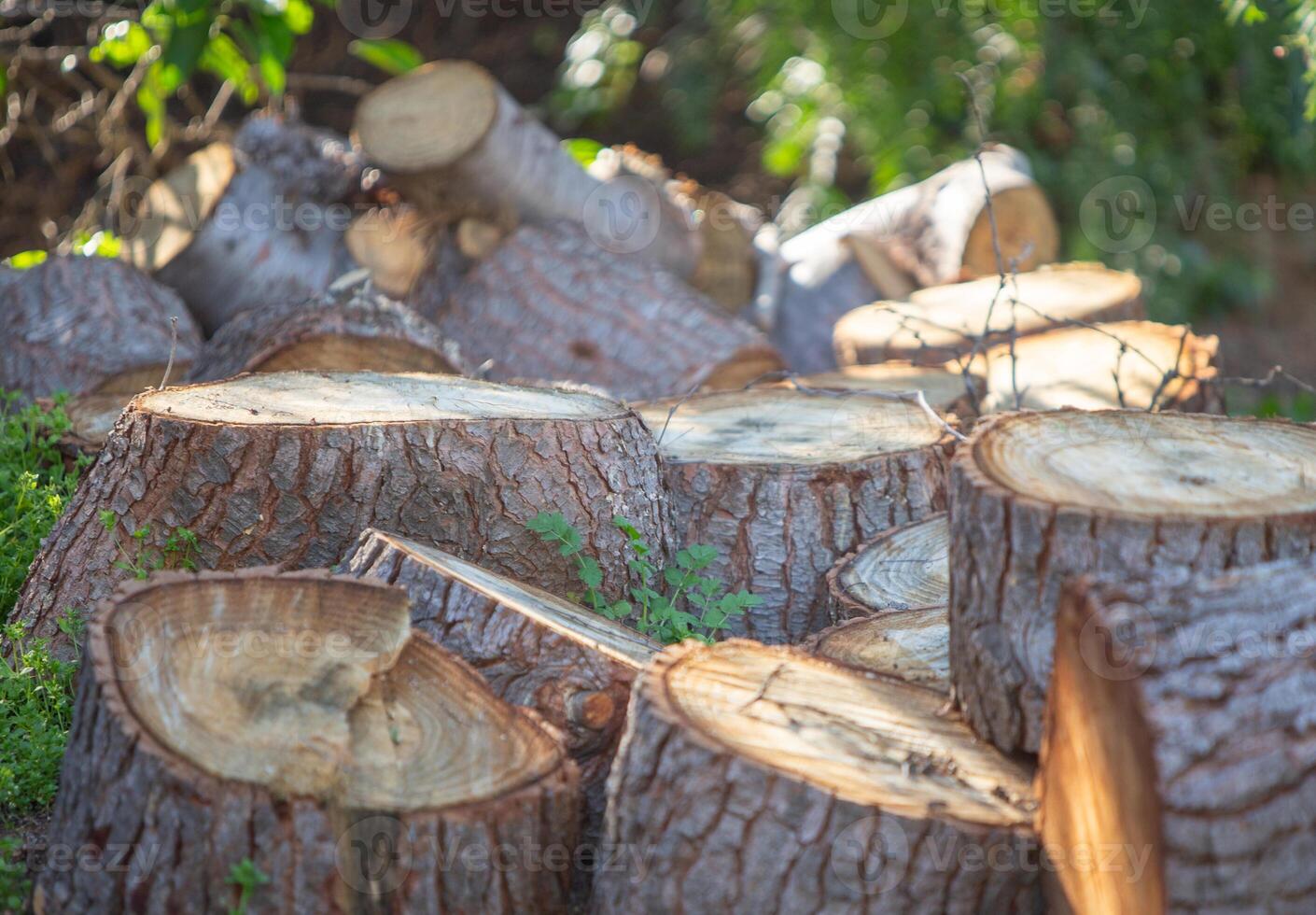 Chopped Tree Trunks photo