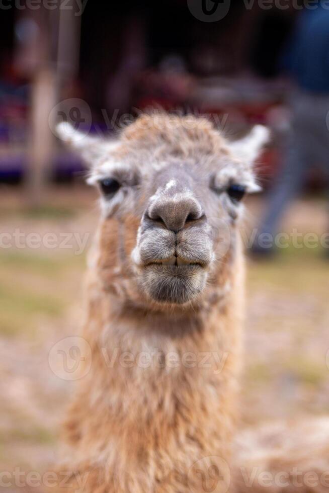 A Pet Alpaca photo