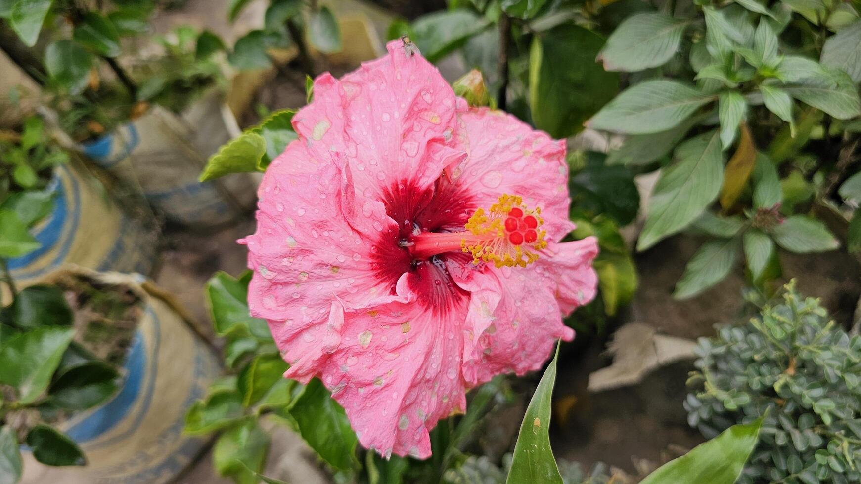 A pink color hibiscus flower blooms in the nursery garden. photo