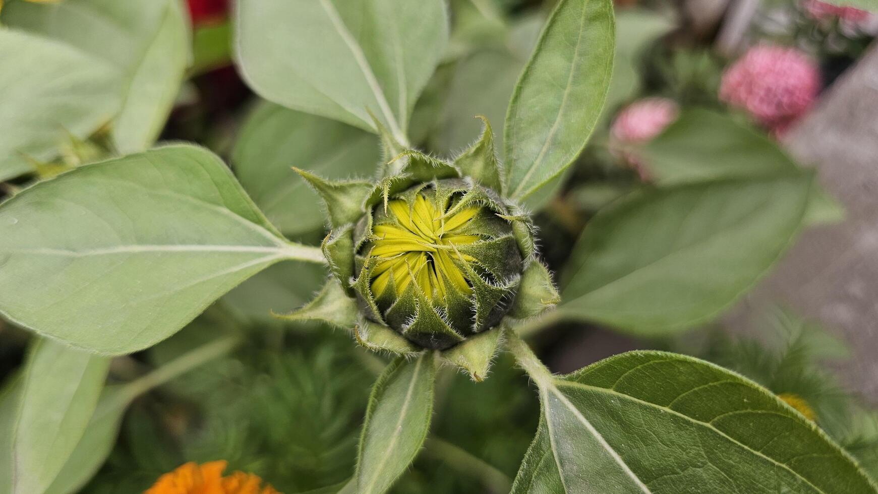 A sunflower bud with yellow flowers and green leaves photo