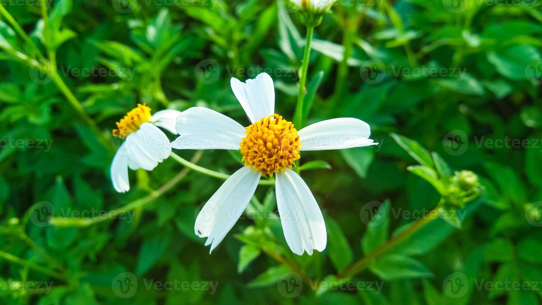 Tridax procumbens a.k.a Gletang photo