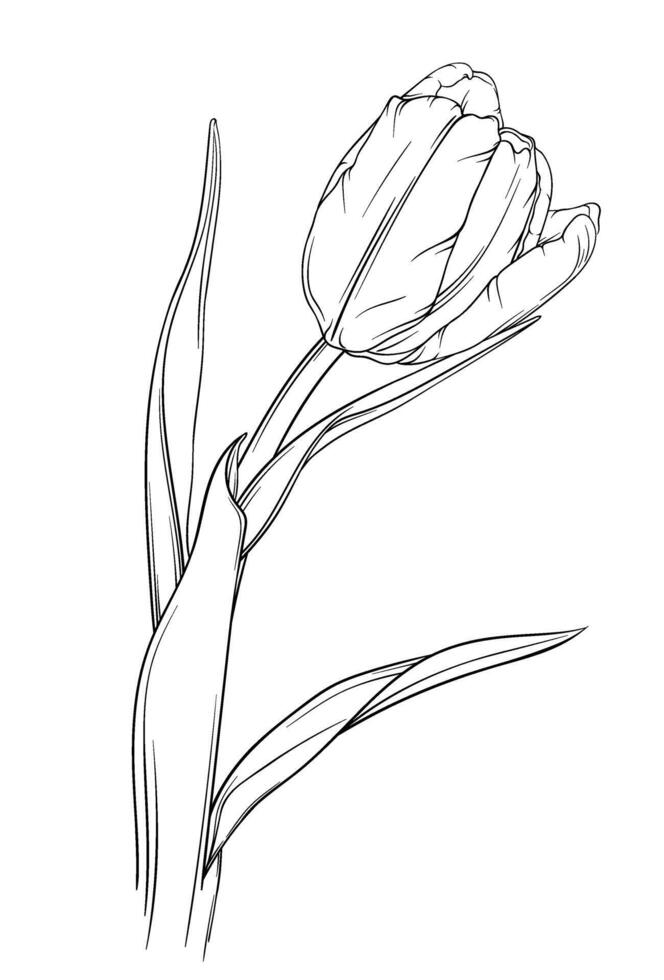 Tulip. Hand drawn vector illustration isolated on white background. Black and white engraved ink art.