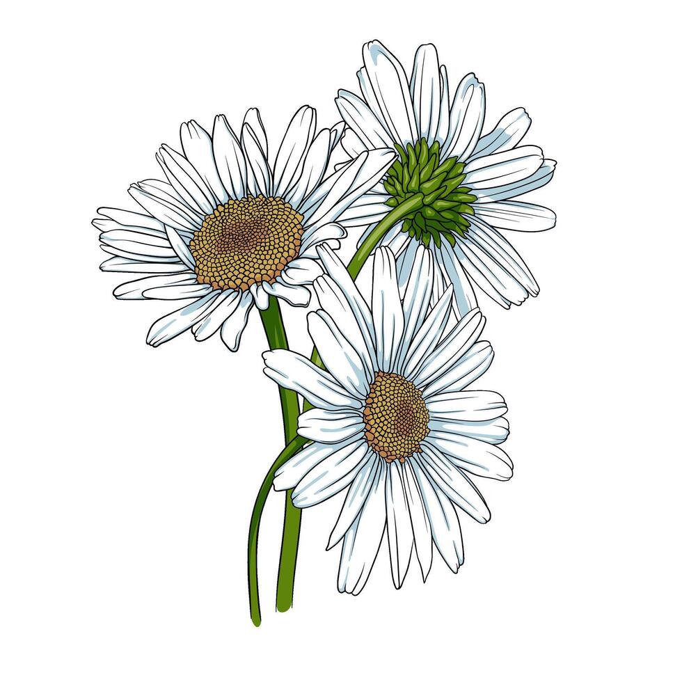 Bouquet of daisies on a white background. Vector illustration chamomile