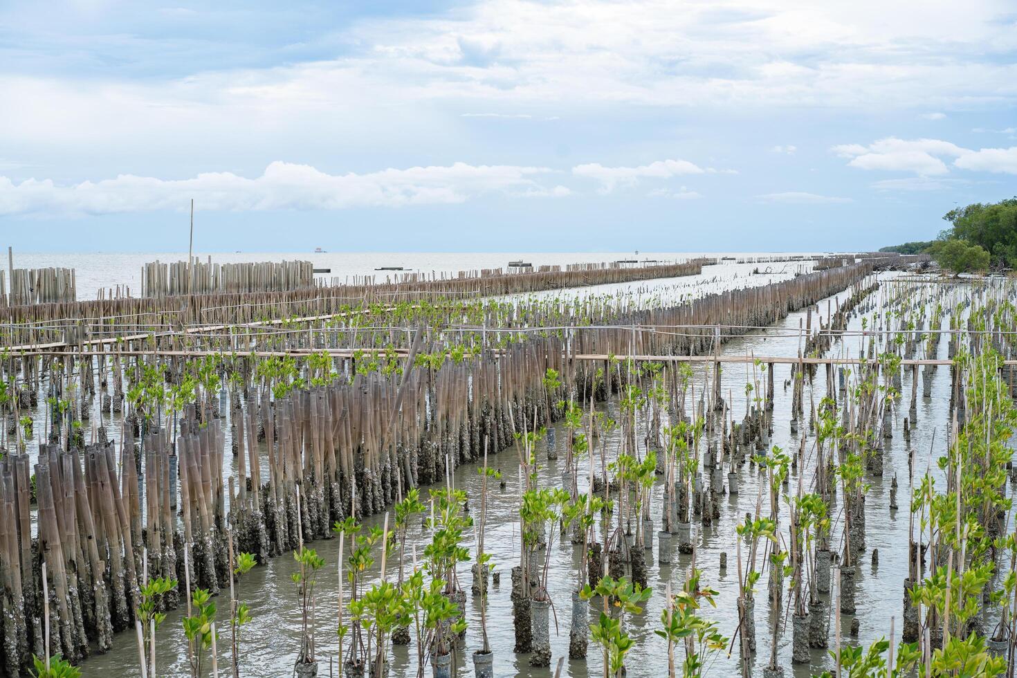 Mangrove Tree of Mangrove Forest. Seedlings grown on the coast Planted to take care of the coast Small trees of mangrove trees are growing. photo