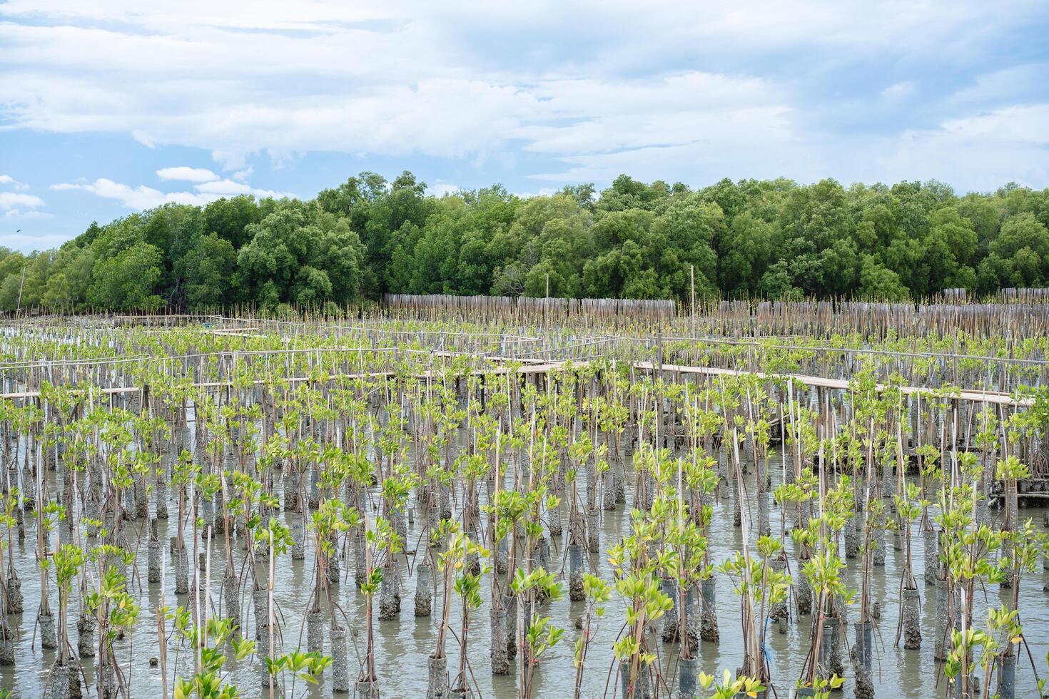 Mangrove Tree of Mangrove Forest. Seedlings grown on the coast Planted to take care of the coast Small trees of mangrove trees are growing. photo