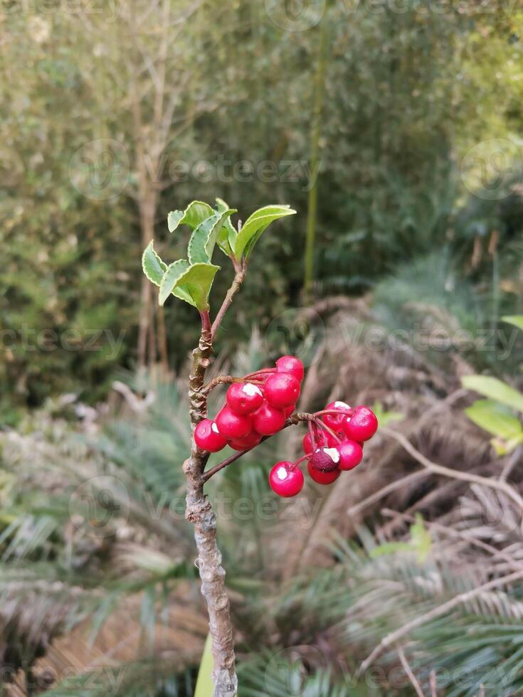 red cherries outstanding on tree background photo