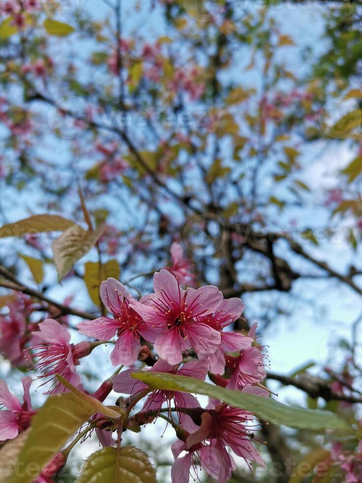 Himalayan pink flower blossom on tree background photo