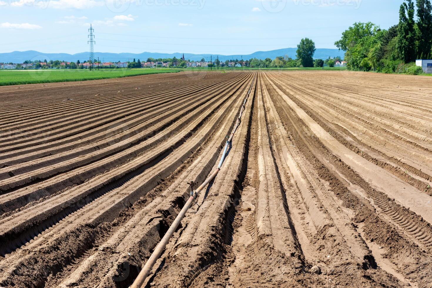 field with grooves in may photo