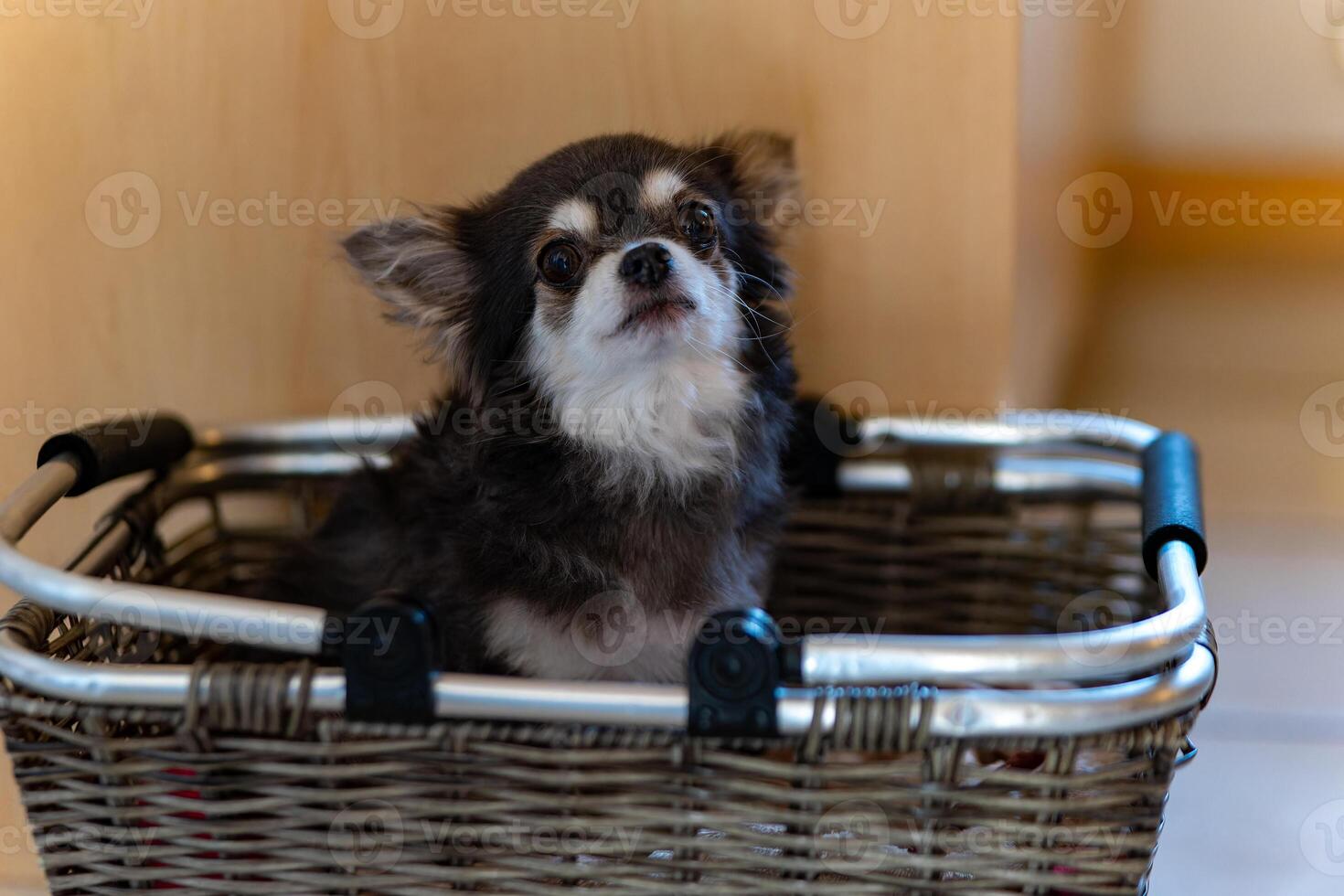 a chihuahua dog in a basket photo