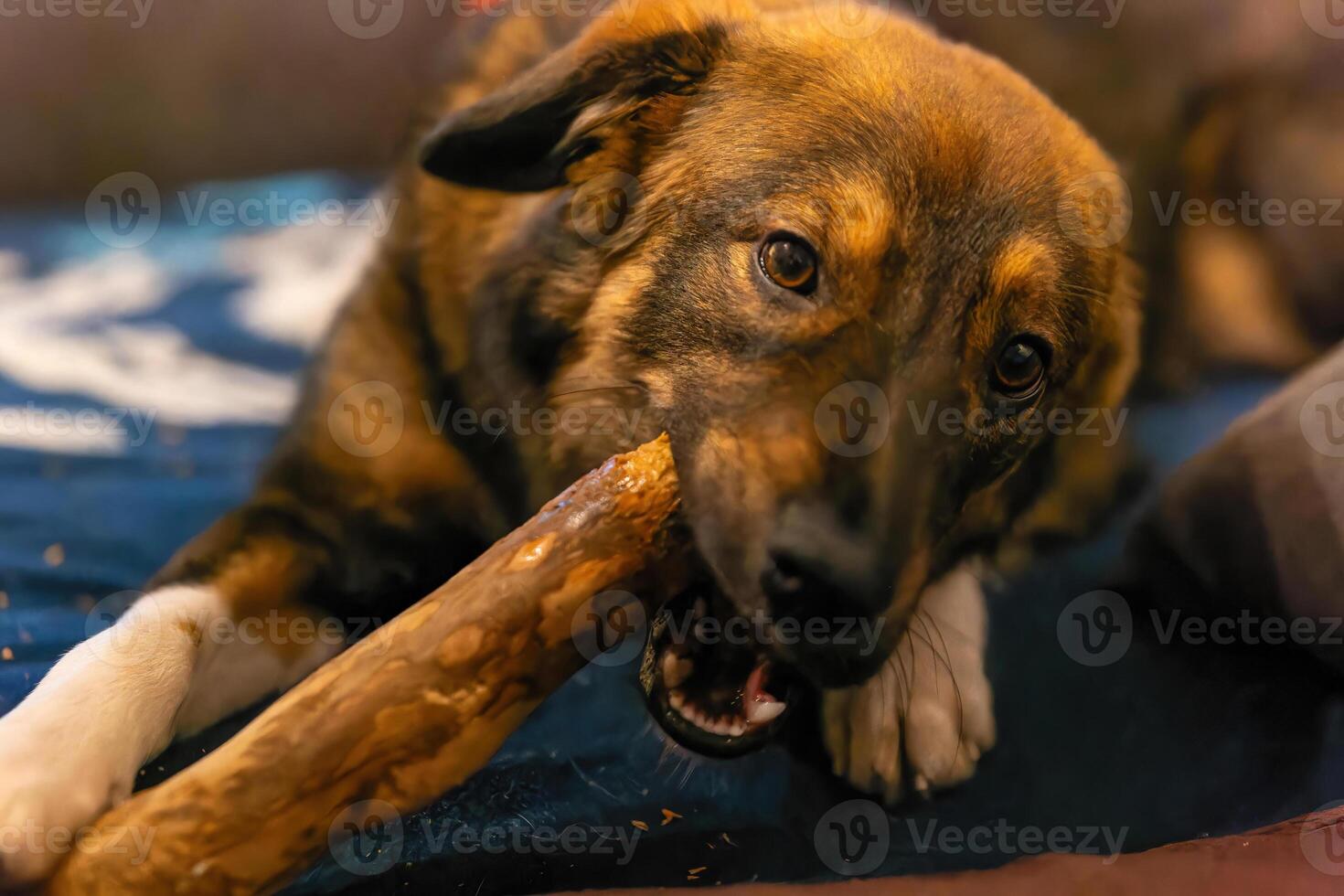 young cute dog plays with a piece of wood photo