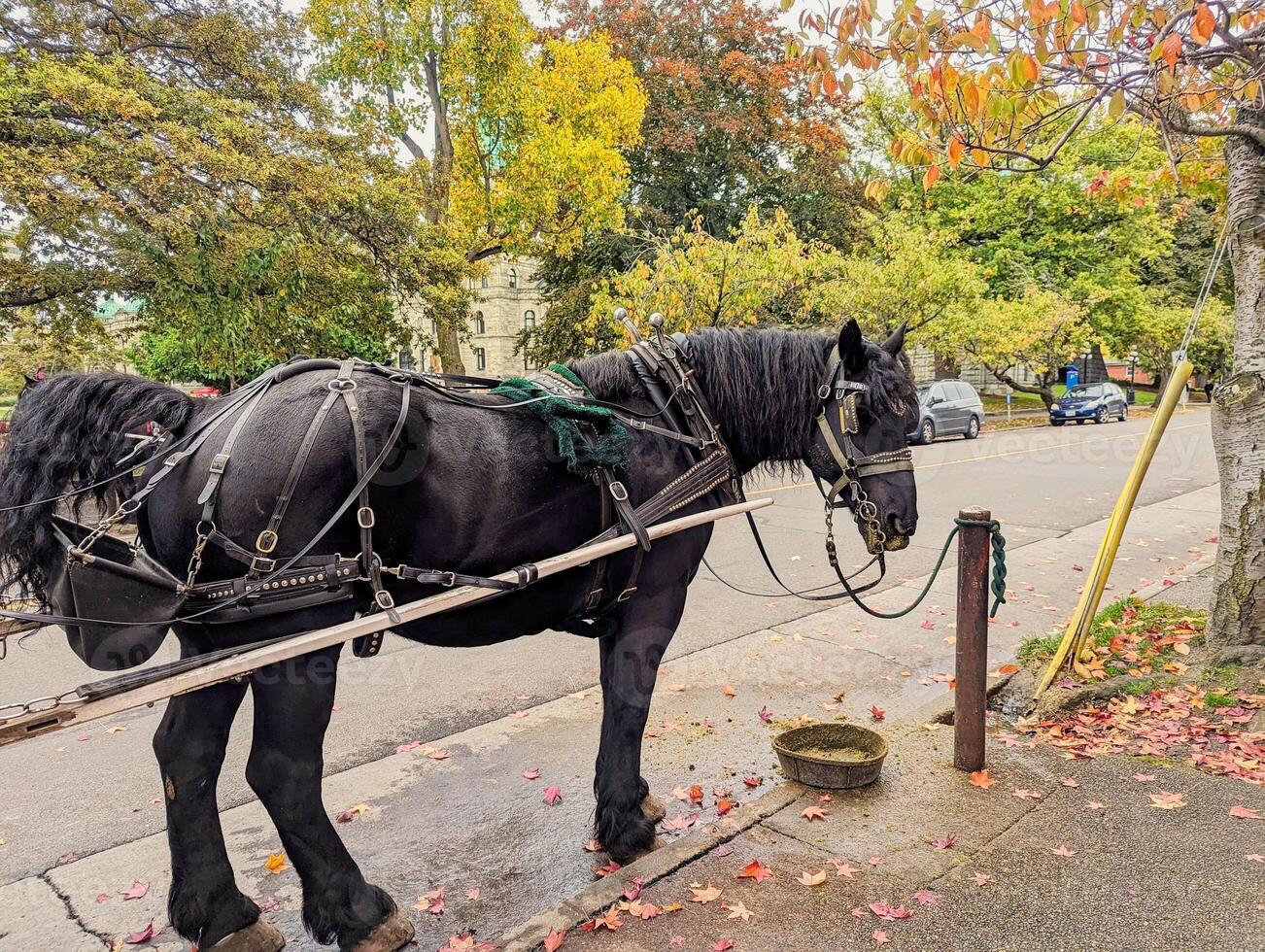 Horse Standing Alone Waiting for next Passenger for her carriage rides in Victoria, British Columbia, Canada photo